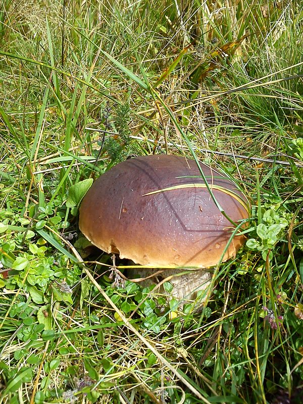 hríb smrekový Boletus edulis Bull.