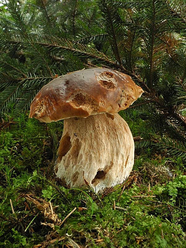 hríb smrekový Boletus edulis Bull.