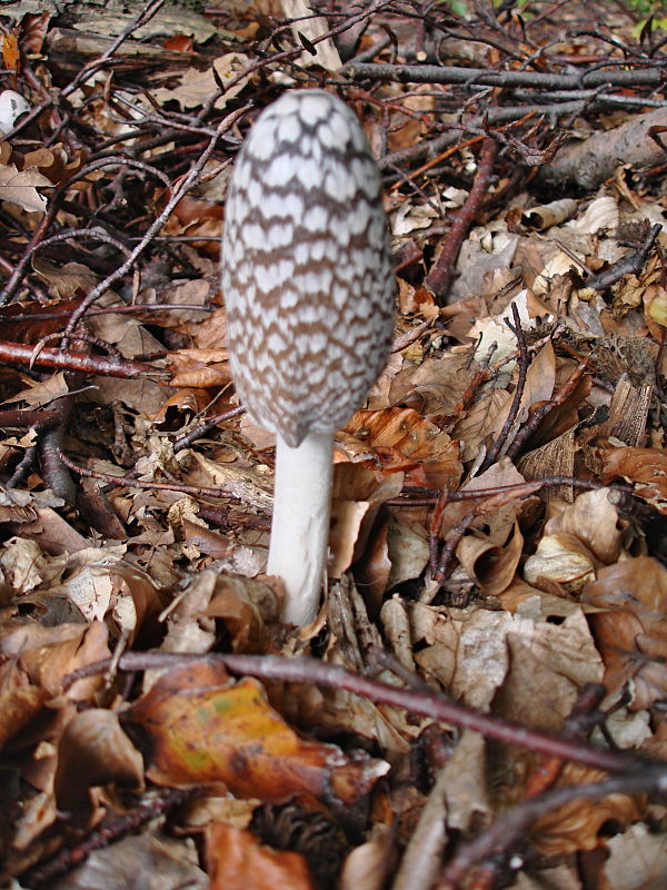 hnojník strakatý Coprinopsis picacea (Bull.) Redhead, Vilgalys & Moncalvo