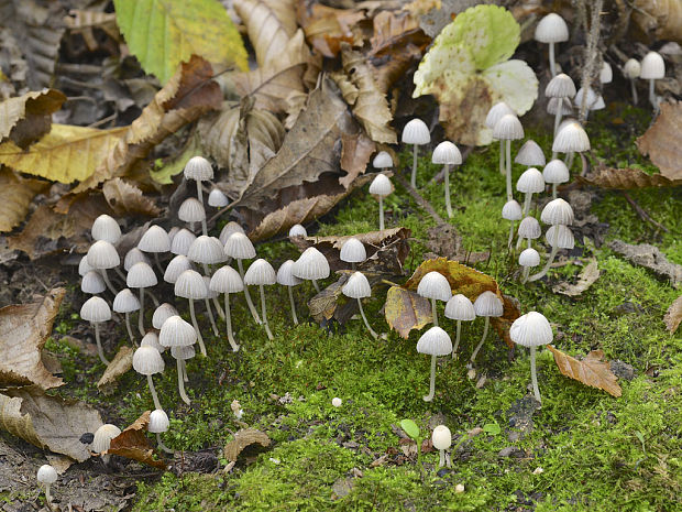 hnojník Coprinus sp.