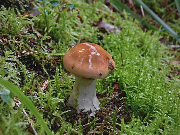 pavučinovec cf. slizký Cortinarius  mucosus