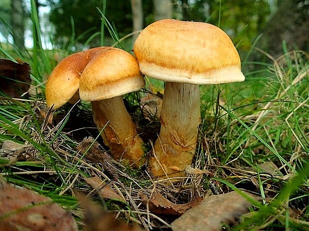 pavučinovec Cortinarius sp.