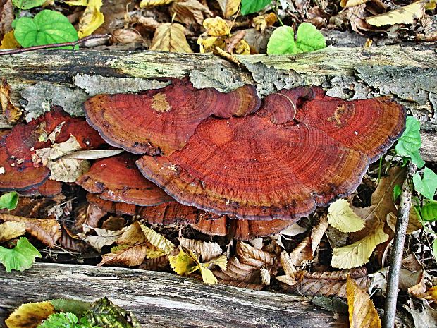 sieťkovček trojfarebný Daedaleopsis tricolor (Bull.) Bondartsev & Singer