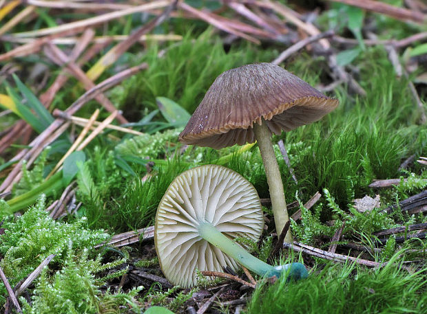 hodvábnica zelenohlúbiková Entoloma incanum (Fr.) Hesler