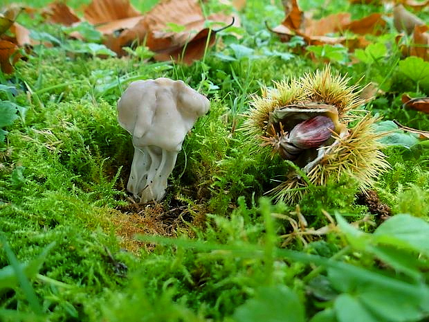 chriapač jamkatý Helvella lacunosa Afzel.