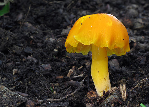 lúčnica citrónovožltá Hygrocybe chlorophana (Fr.) Wünsche