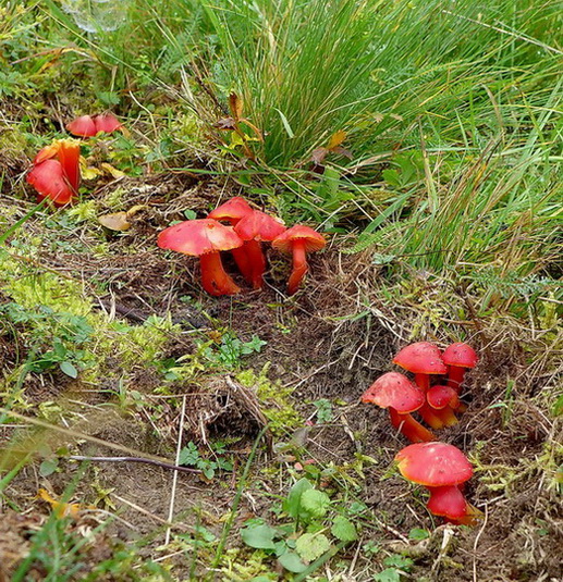 lúčnica šarlátová Hygrocybe coccinea (Schaeff.) P. Kumm.