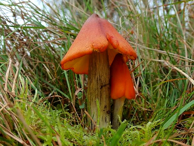 lúčnica kužeľovitá Hygrocybe conica  (Schaeff.) P. Kumm.