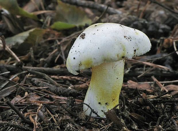 šťavnačka žltovločkatá Hygrophorus chrysodon (Batsch) Fr.