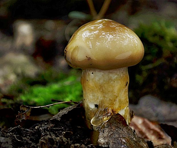 šťavnačka Persoonova Hygrophorus persoonii Arnolds