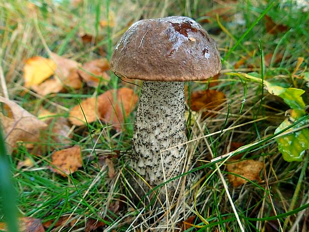 kozák brezový Leccinum scabrum (Bull.) Gray