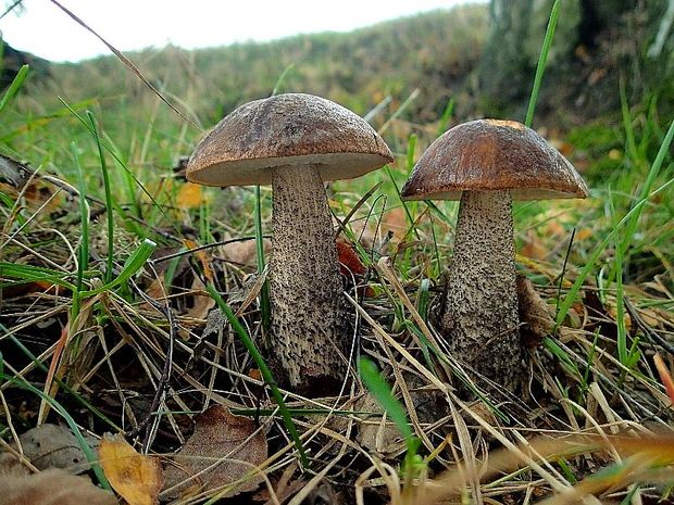 kozák brezový Leccinum scabrum (Bull.) Gray