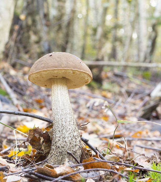 kozák brezový Leccinum scabrum (Bull.) Gray