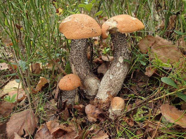 kozák žltooranžový Leccinum versipelle (Fr. & Hök) Snell