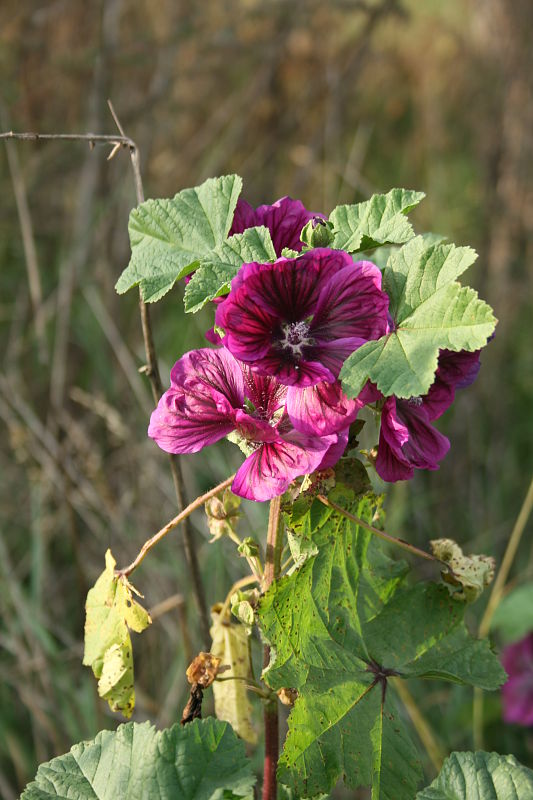 slez liečivý Malva mauritiana