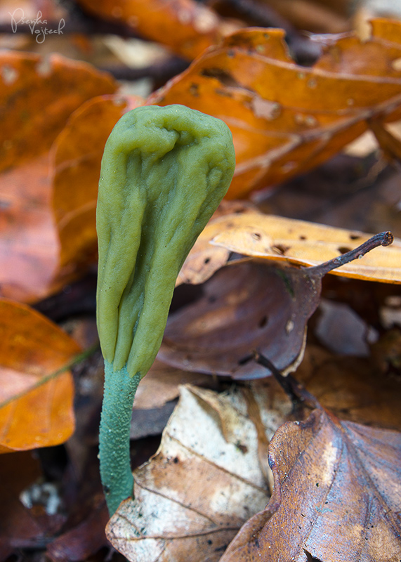 drobnojazýček sivozelený Microglossum griseoviride V.Kučera, Lizoň & M.Tomšovský