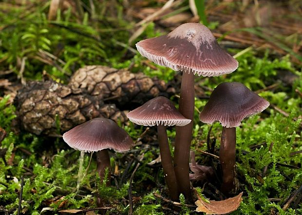 prilbička reďkovková Mycena pura (Pers.) P. Kumm.