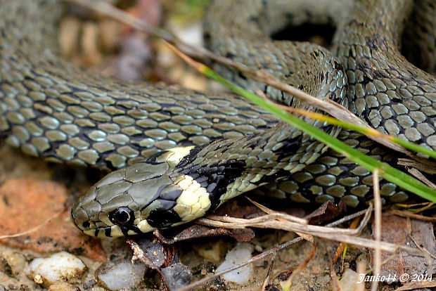 užovka obojková Natrix natrix