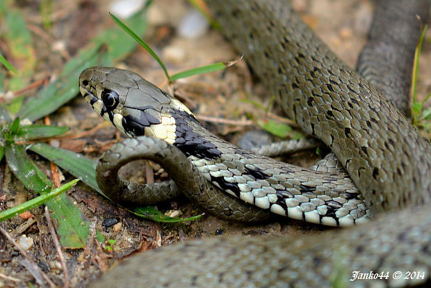 užovka obojková Natrix natrix