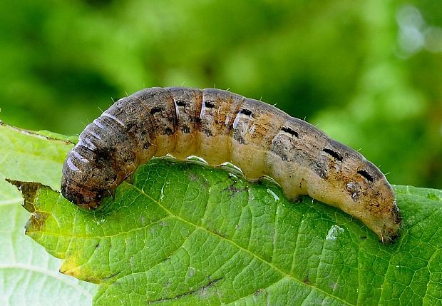 mora štiavová Noctua pronuba