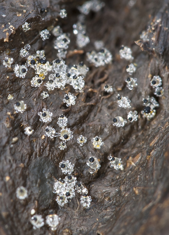 mrštec jagavý Pilobolus crystallinus (F.H. Wigg.) Tode