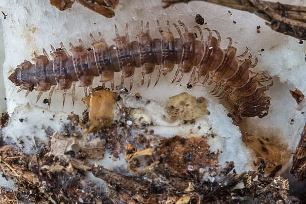 plochuľa veľká  Polydesmus complanatus