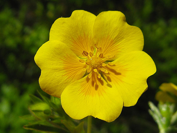 nátržník zlatý Potentilla aurea L.