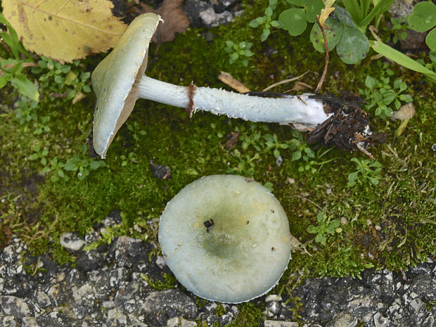 golierovka zelenomodrá Stropharia caerulea Kreisel