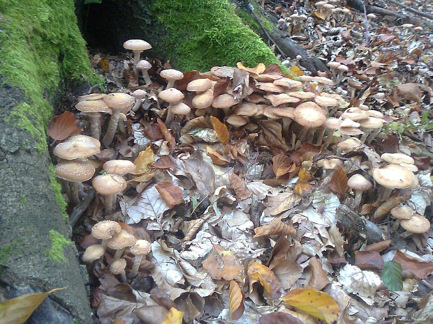 podpňovka obyčajná Armillaria mellea (Vahl) P. Kumm.