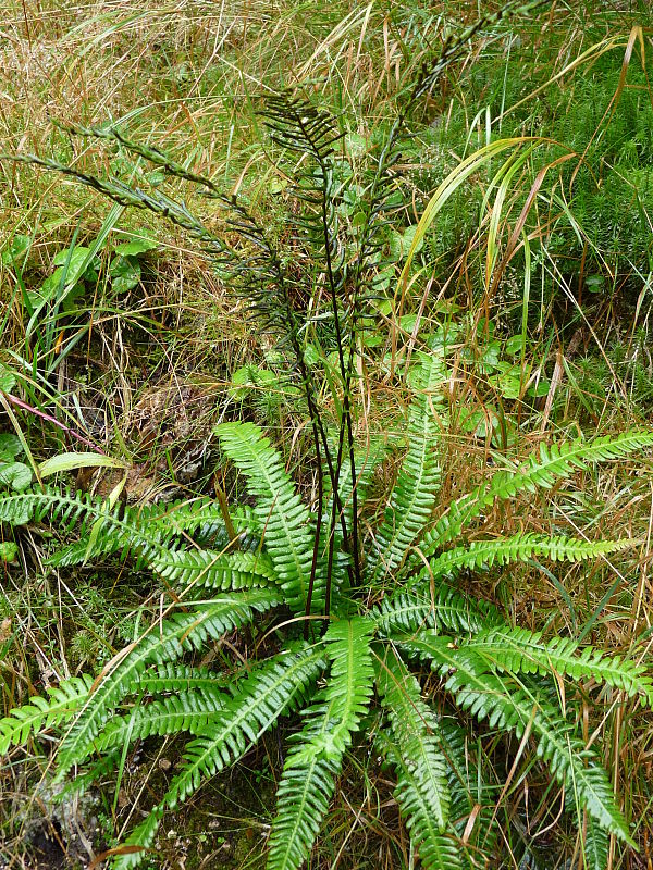 rebrovka rôznolistá Blechnum spicant (L.) Roth