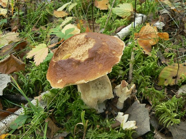 hríb smrekový Boletus edulis Bull.