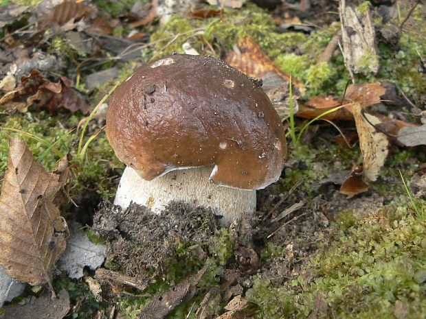 hríb smrekový Boletus edulis Bull.