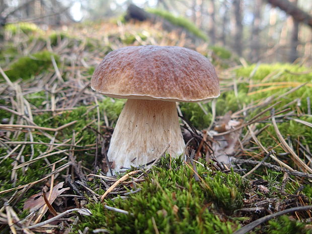 hríb smrekový Boletus edulis Bull.