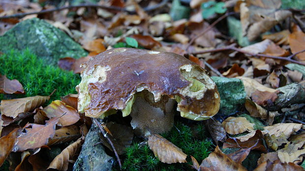 hríb smrekový Boletus edulis Bull.