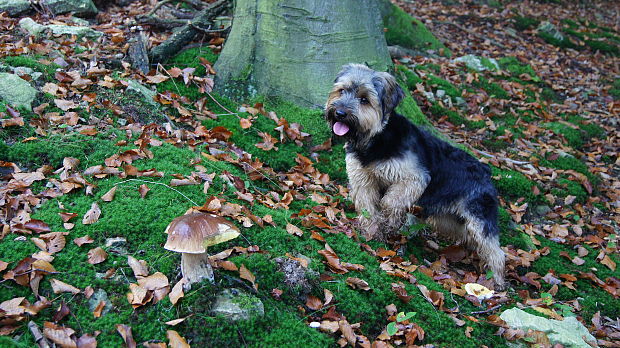 hríb smrekový Boletus edulis Bull.