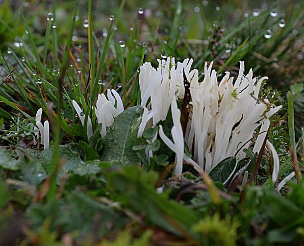 kyjačik lámavý Clavaria fragilis Holmsk.