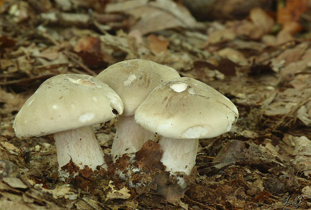 strmuľka inovaťová Clitocybe nebularis (Batsch) P. Kumm.