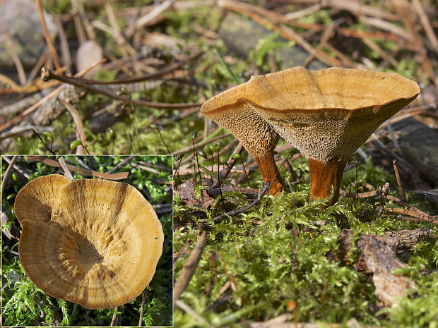 kožovník pásikavý Coltricia perennis (L.) Murrill