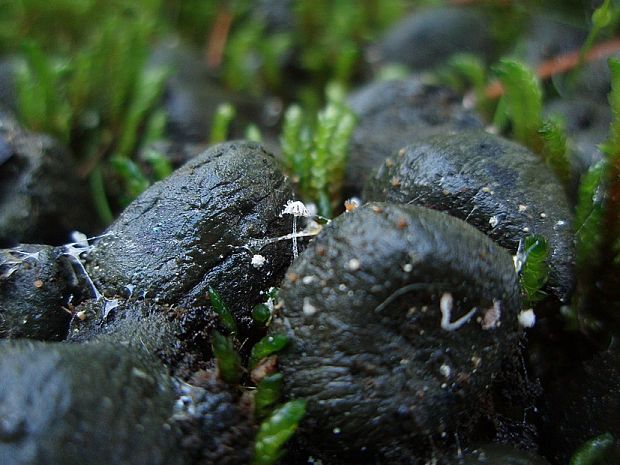 hnojník Coprinopsis sp.