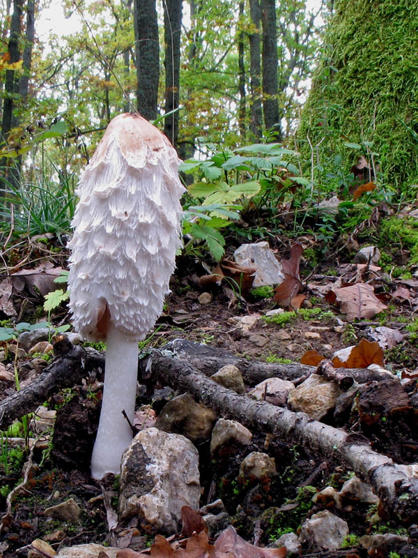 hnojník obyčajný Coprinus comatus (O.F. Müll.) Pers.