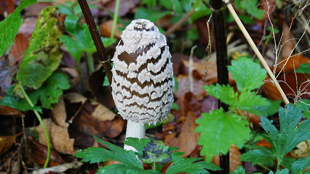 hnojník Coprinus sp.