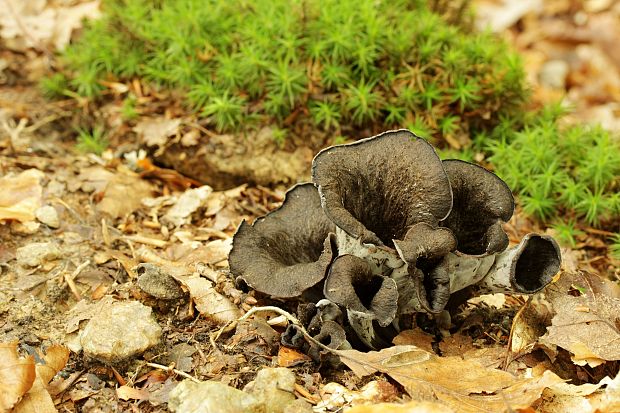 lievik trúbkovitý Craterellus cornucopioides (L.) Pers.