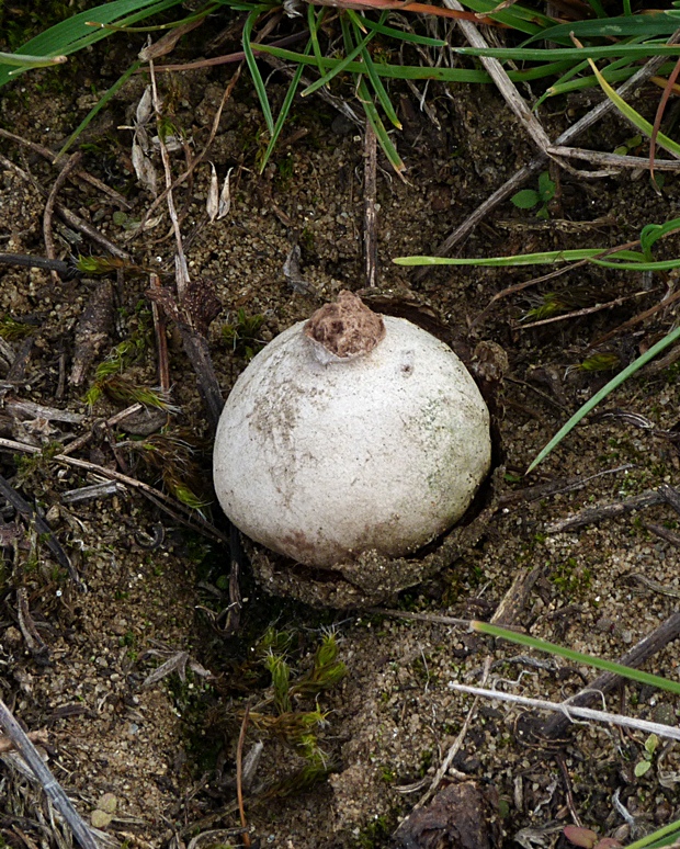 žaludík Disciseda sp.