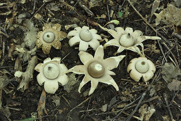 hviezdovka fľaškovitá Geastrum lageniforme Vittad.