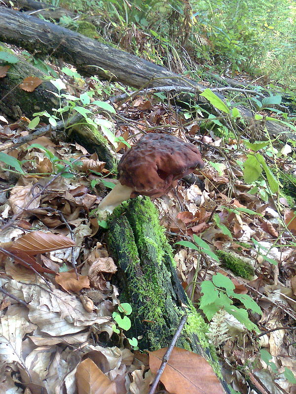 ušiak mitrovitý Gyromitra infula (Schaeff.) Quél.