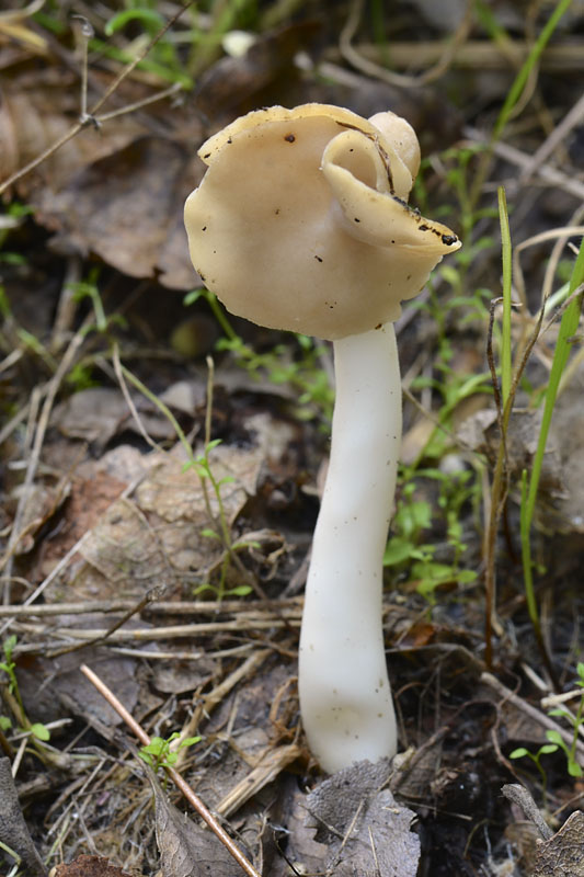 chriapač pružný Helvella elastica Bull.