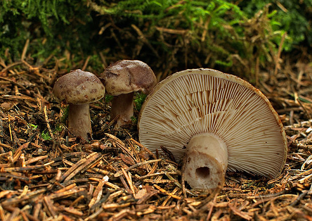 rýdzik Lactarius sp.