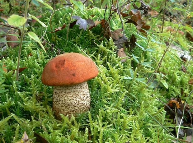 kozák dubový Leccinum aurantiacum (Bull.) Gray