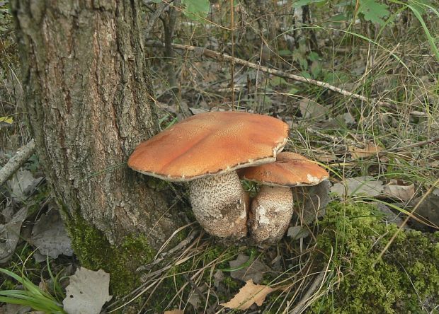 kozák dubový Leccinum aurantiacum (Bull.) Gray