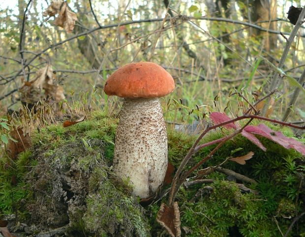 kozák dubový Leccinum aurantiacum (Bull.) Gray